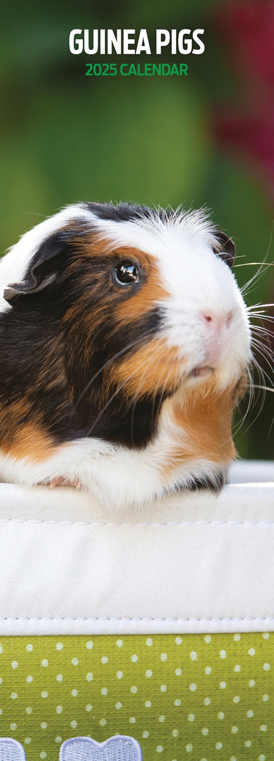 Guinea Pig 2025 Slim Calendar, Various