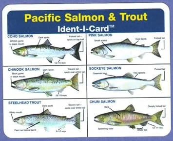 Pacific Salmon and Trout Freshwater Fish Identification Card