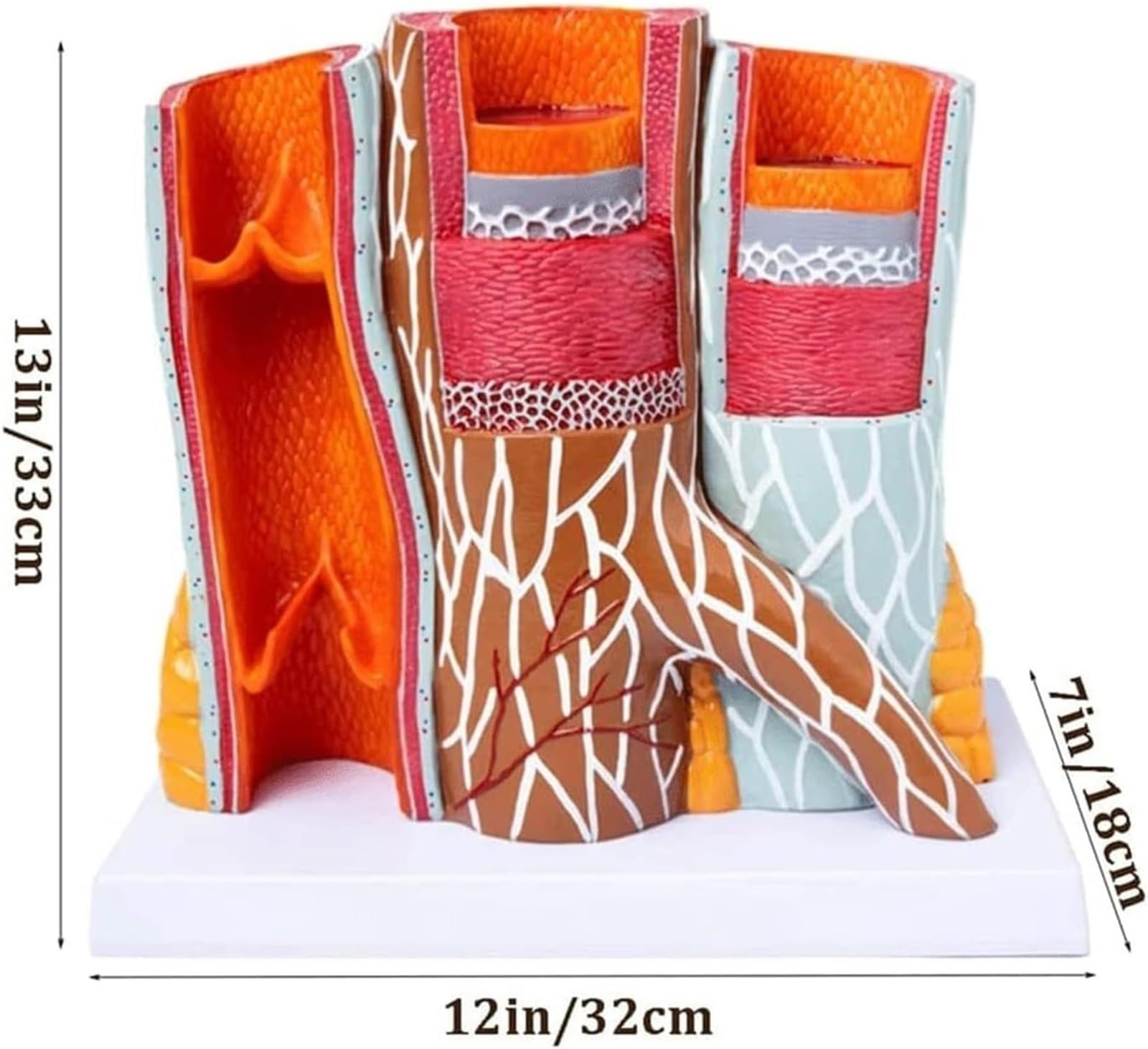 Model anatomii tętnicy ludzkiej, anatomiczny model naczyń krwionośnych do nauki i nauczania, model sercowo-naczyniowy do prezentacji edukacyjnych, rozmiar 14 x