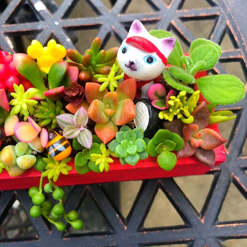 そのまま飾れる多肉植物寄せ植え ミニ 管理書付 そのまま飾れる多肉