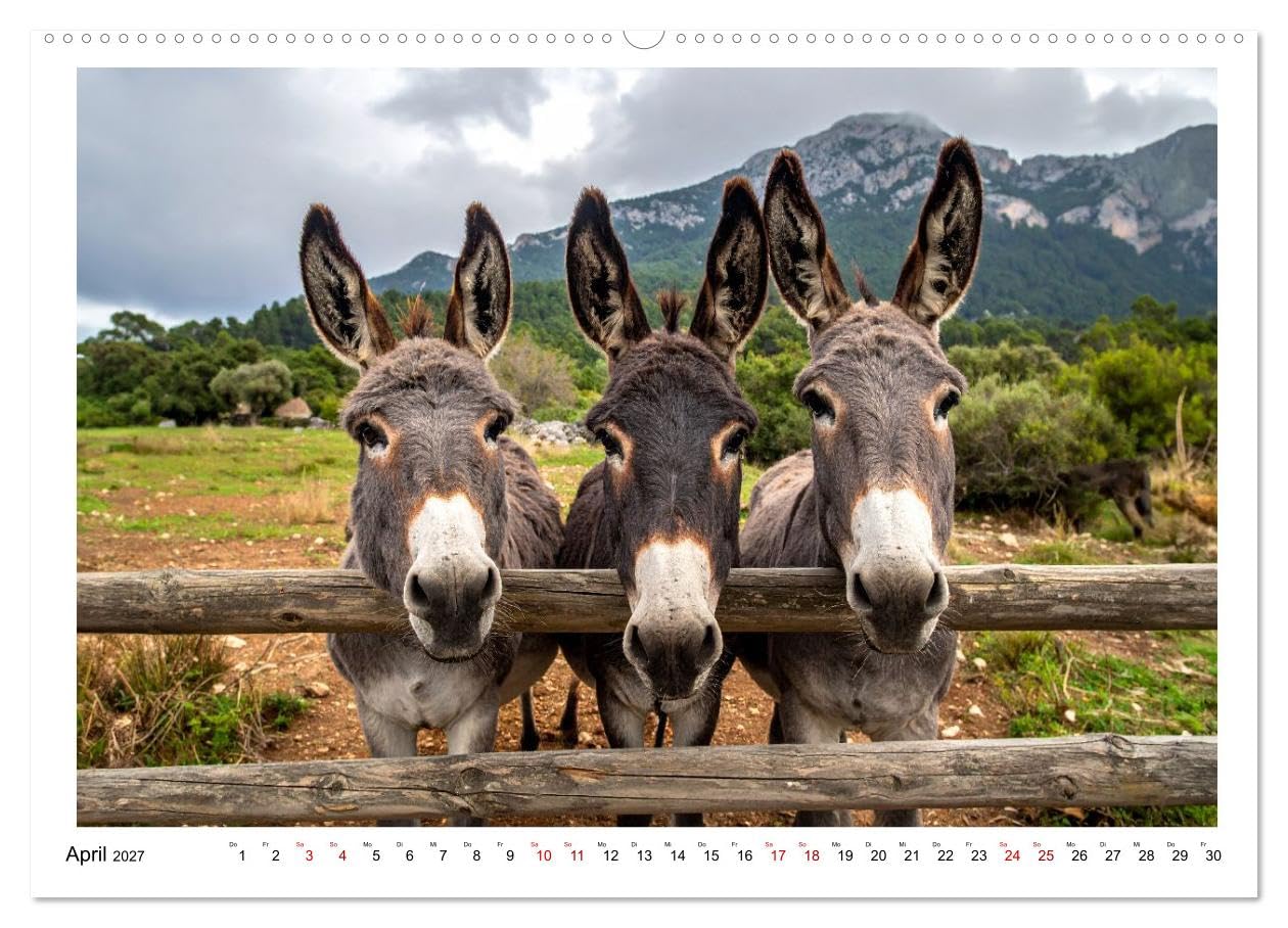 Kleine und große Eselein (Wandkalender 2027 DIN A2 quer), CALVENDO Monatskalender: Weiche Ohren, sanfte Seelen, lustige Stimmung - so sind Esel (CALVENDO Tiere)