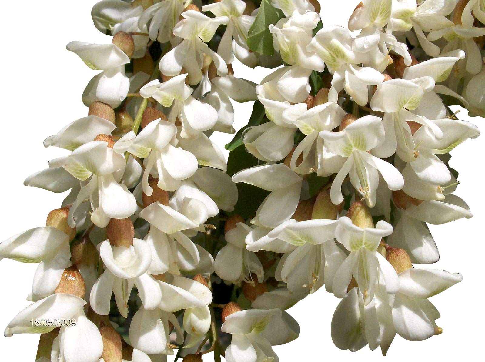 Robinie (Robinia pseudoacacia) 20 Samen (Winterhart) Auch Bonsai geeignet<  : Amazon.de: Garten