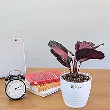 LittleJungle Calathea Rosy - Live Plant with 5.5 Inches White Decor Pot | Indoor Plants For Home | Office Desk | Air Purifying Plant | Live Plant With Pot For Home Decor |