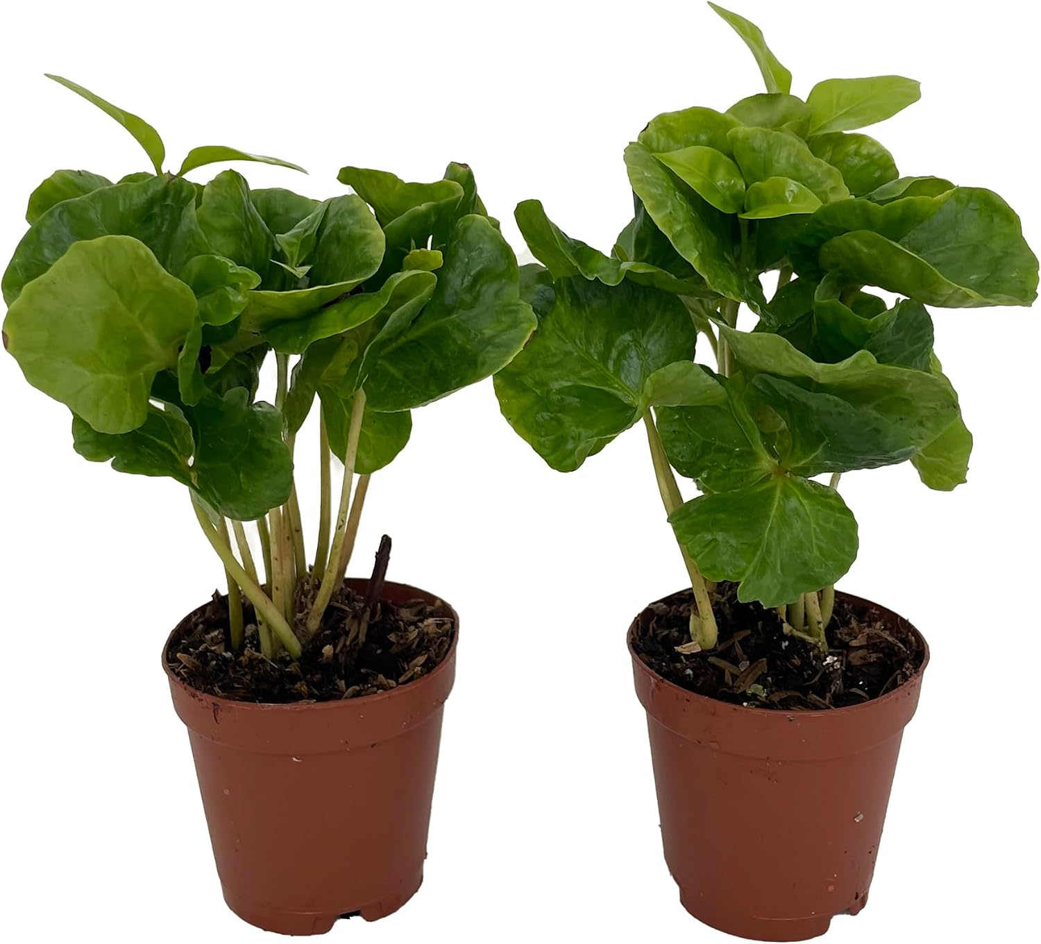 Best Indoor Garden - Hirt's Arabica Coffee Bean Plants Review