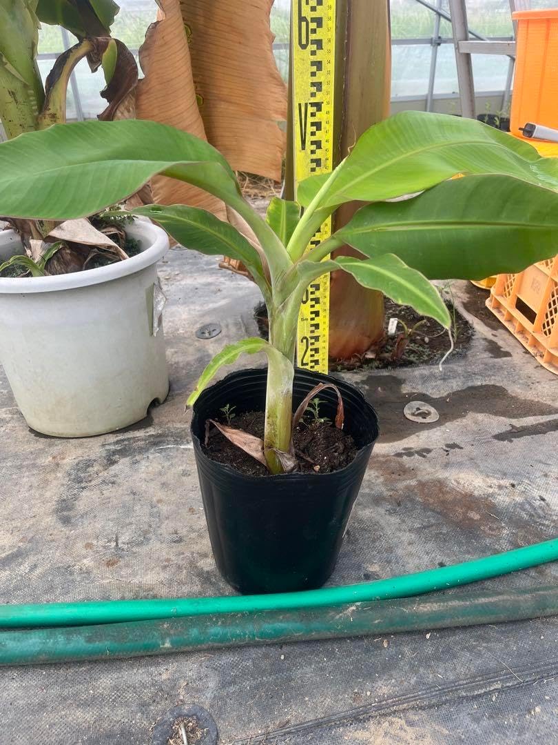 アップルバナナ 苗 iomari◇◇2m50㎝準親株アップルバナナ ドワーフ アップルバナナ 苗 iomari◇◇2m50㎝準親株アップルバナナ ドワーフ
