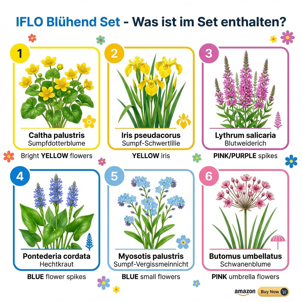IFLO® Teichpflanzen Set 6 Stück winterhart für Gartenteich & Miniteich – blühende Wasserpflanzen aus Holland – Sumpfpflanzen Zone 1 & 2