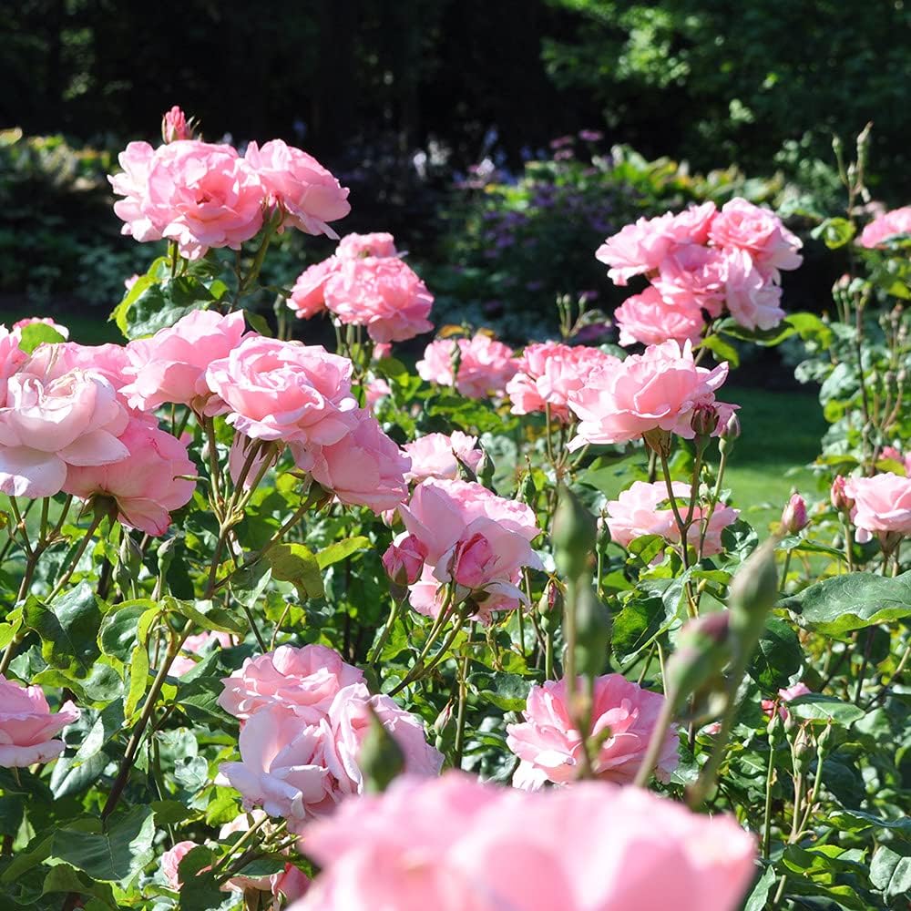 Heirloom Roses Queen Elizabeth® Rose Plant - Pink Grandiflora Rose Bush, Live Garden Roses to Plant Outdoors