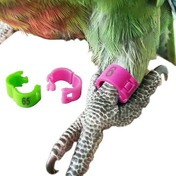 30PCS Bird Leg Clip Ring Parrot Canary Aviary Plastic Leg Band Foot Ring Open Clip Ring for Pigeon 3mm,Pink