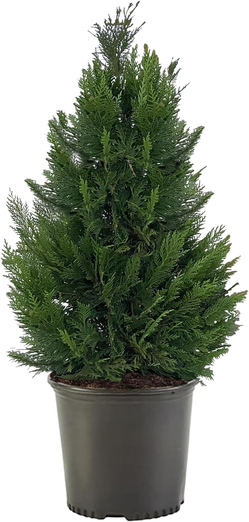2.25 Gallon Leyland Cypress Shrub