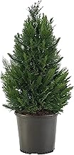 Cypress 2.25 Gal. Leyland Cypress Shrub