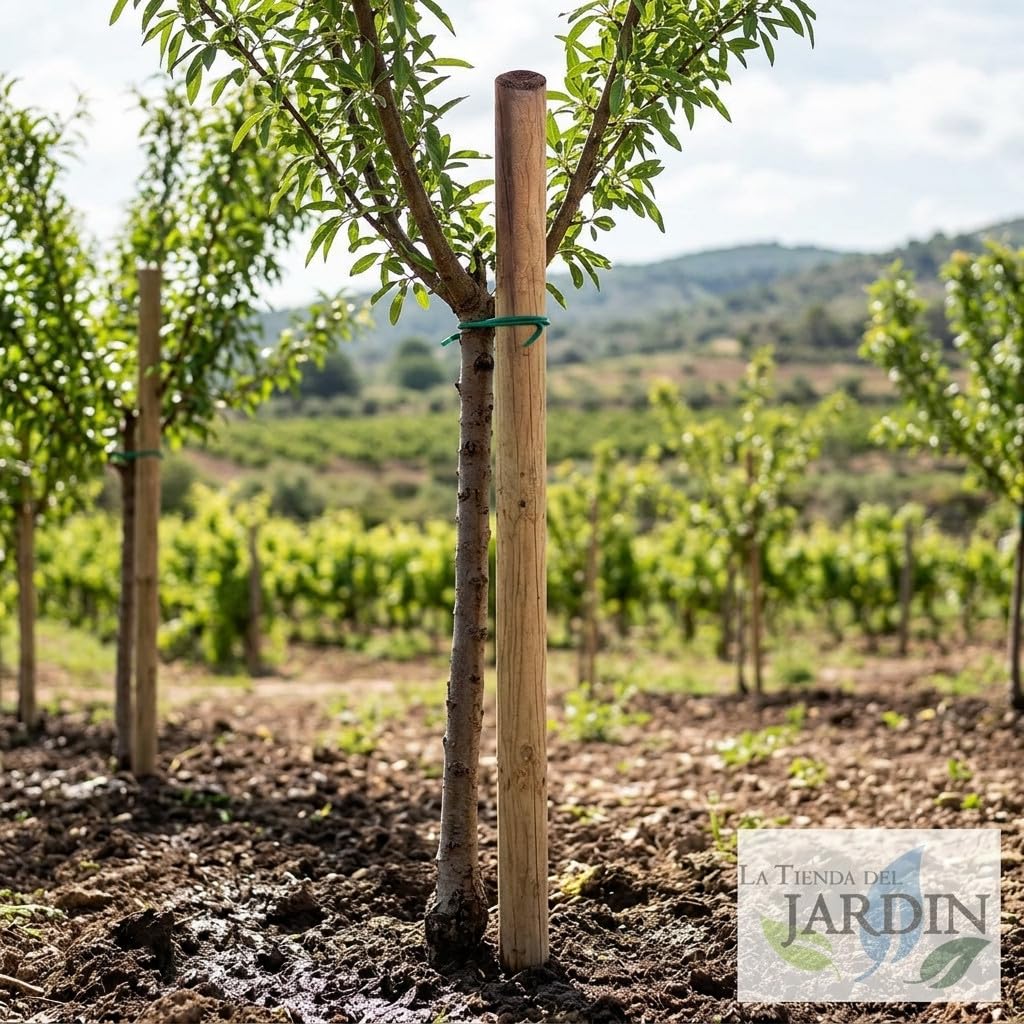 Suinga Pack 5 Postes Tutor de Madera sin Punta | 200 cm de Altura | Diámetro 8 cm | Ideales para Vallas, Cercados, Cuadras y Pérgolas | Soporte Resistente para Árboles y Uso Agrícola