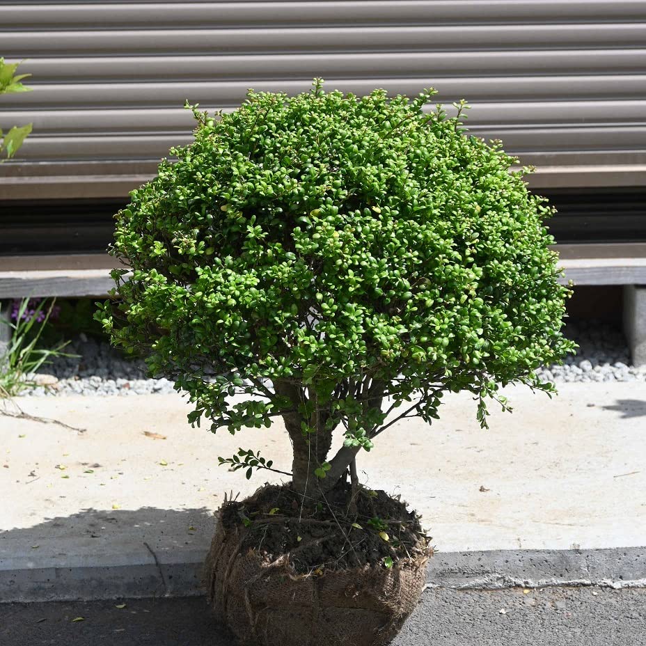 Amazon.co.jp: 豆柘植玉仕立て まめつげ つげ豆ツゲ玉仕立て : DIY