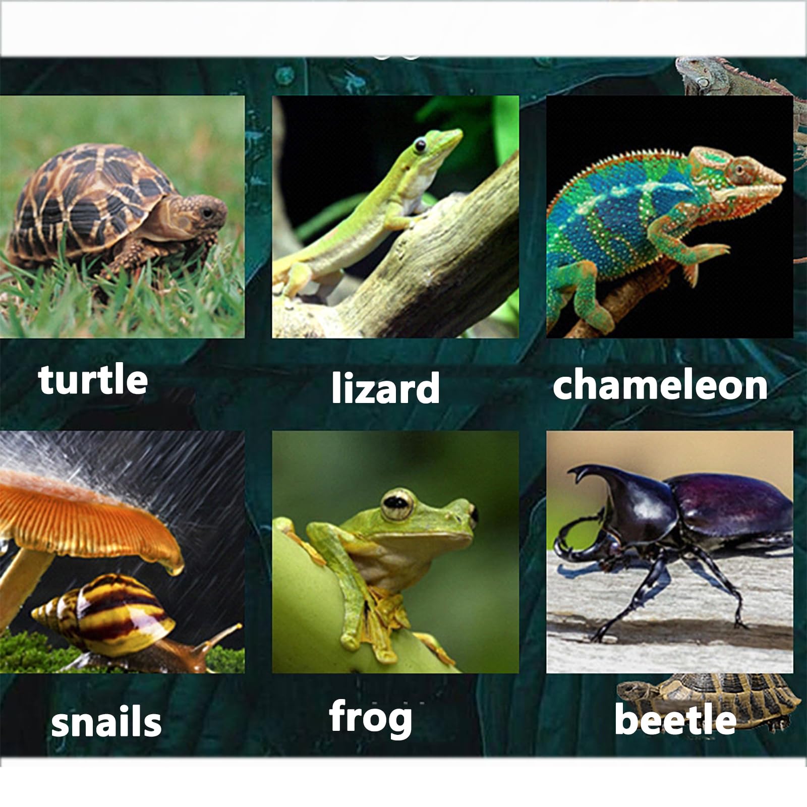 Humidificadores para Reptiles,Sistema Nebulización para Terrarios 2.5L con Manguera Retráctil 60~180cm,Volumen Atomización 200ML/H Y 3Velocidades Ajustables,Temporización 1-12H