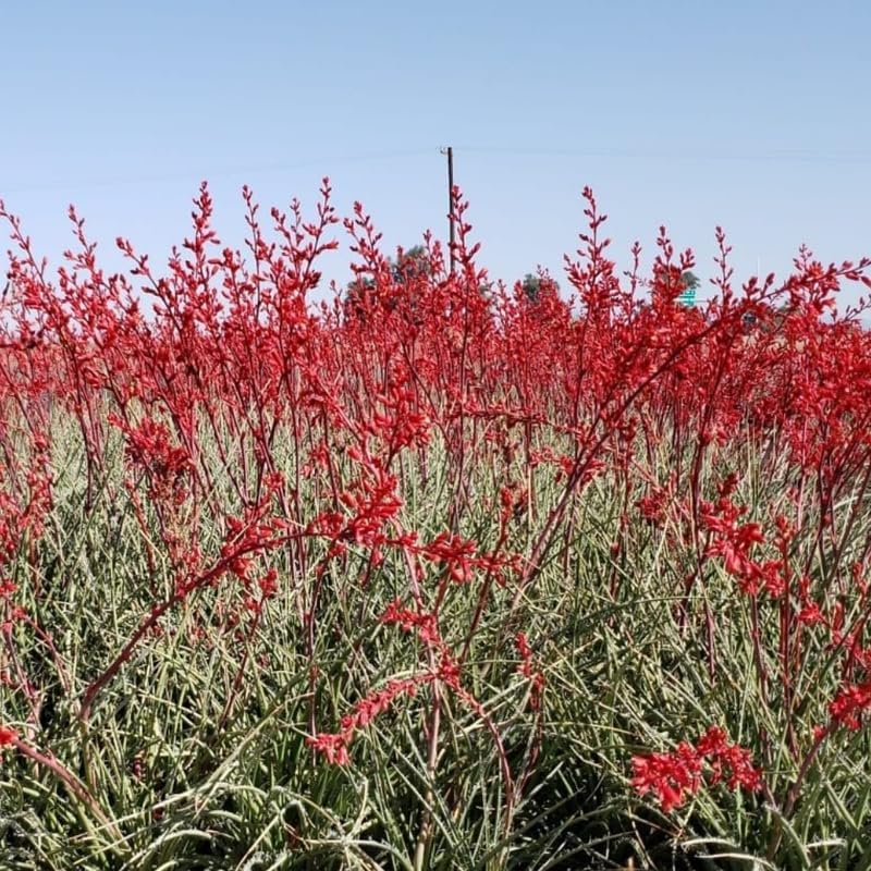 Miniatura 4 de Planta viva de yuca roja, planta viva suculenta, 1 planta en maceta de 4-8 pulgadas de alto, en maceta de 4 pulgadas, yuca resistente para