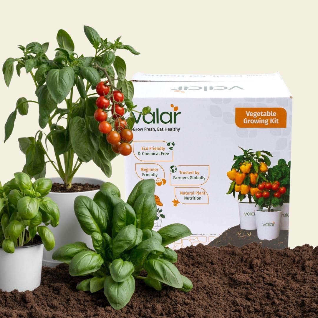 Daily Dabba Essentials Kit | Organic, Non-GMO Seeds | Grow Daily Cooking Staples at Home! (Pack of 3)-image-20