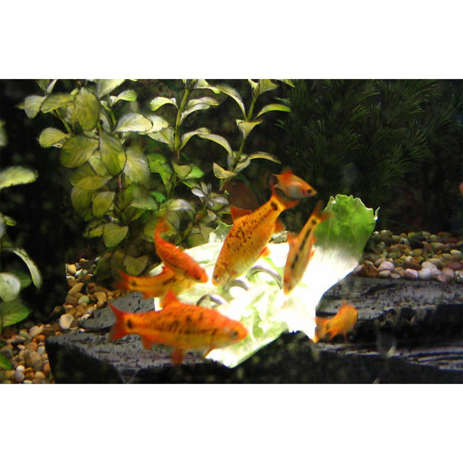 Fish Tank Aquarium Vegetable Feeder, Bottom Sinking Loach Feeder, Aquarium Vegetarian Feeder, Malawi Cichlid Snail Fresh Food Holder for Bottom Feeders 1 Pack