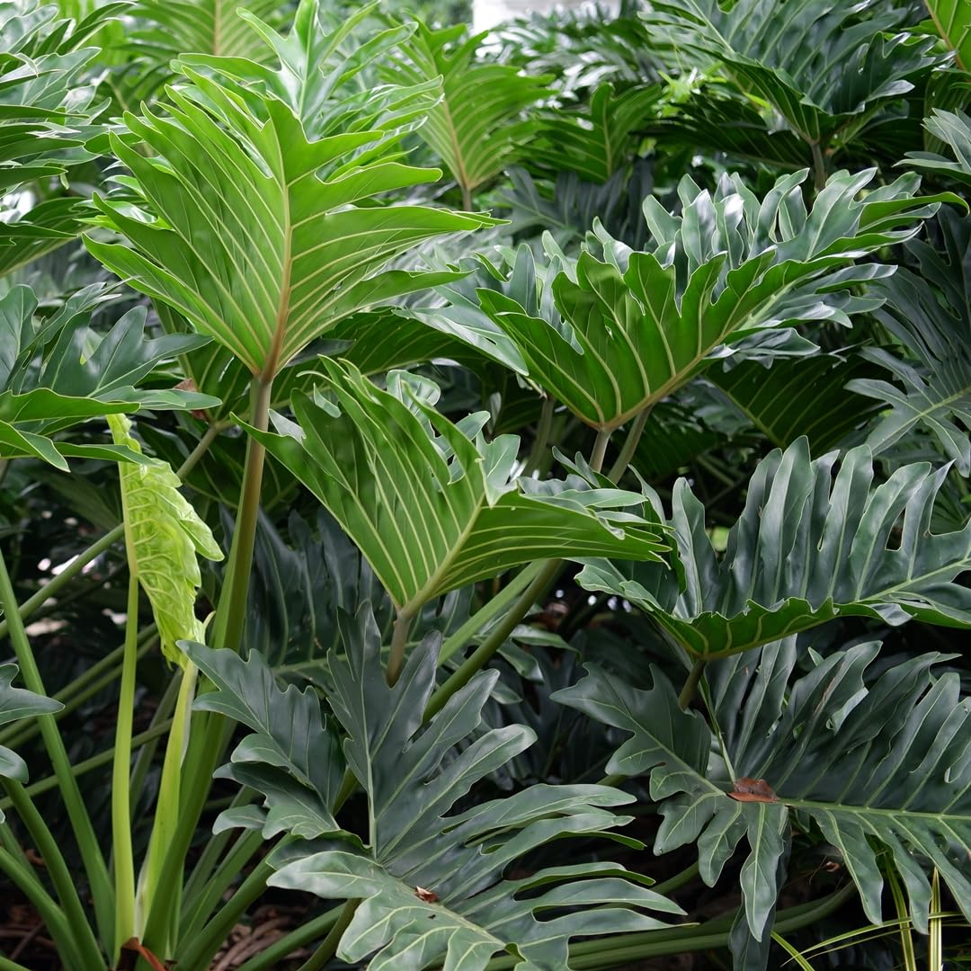Philodendron Selloum Tropical Plant | Large Green Leaves Decorative Houseplant | Healthy Live Plant Pack of 1-image-22