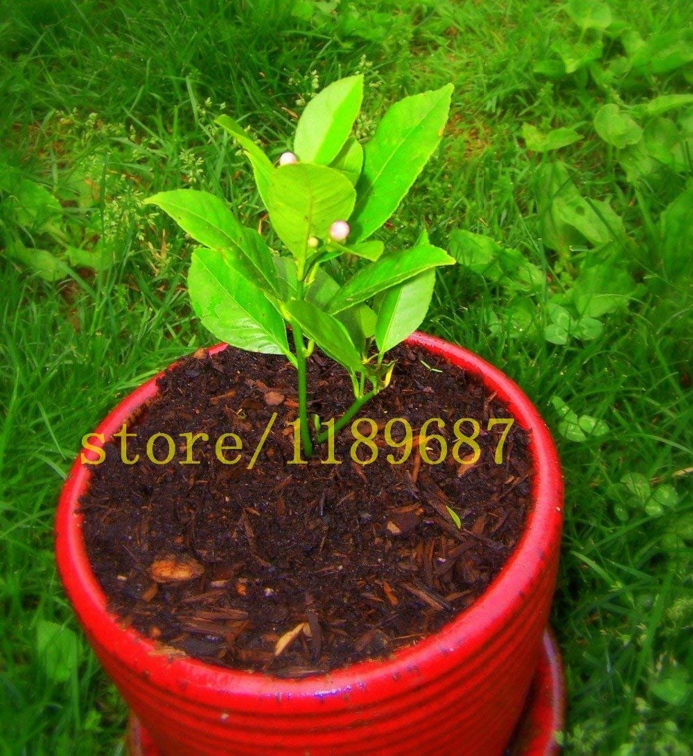 floating bonsai Floating Plant Pot - Airsai - Levitating Plant Holder