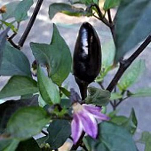 Semillas de pimientos picantes morados peruanos (más de 25 semillas)