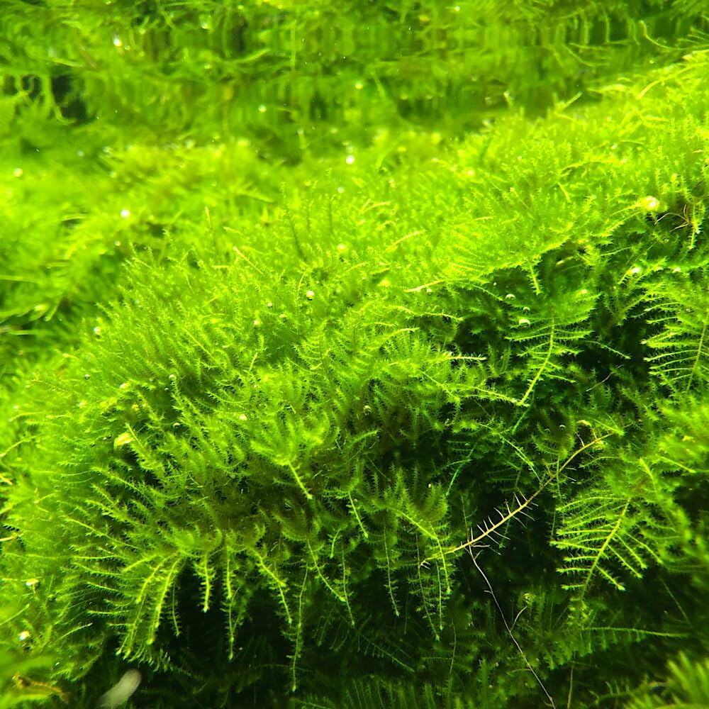 Amazon.co.jp: （水草）ウィローモスsp．ナロー（水中葉）（無農薬