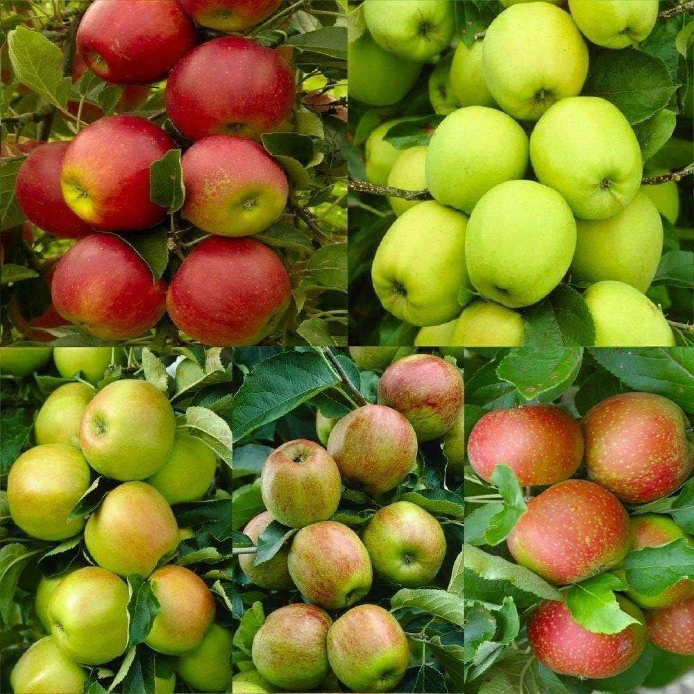 Frutas