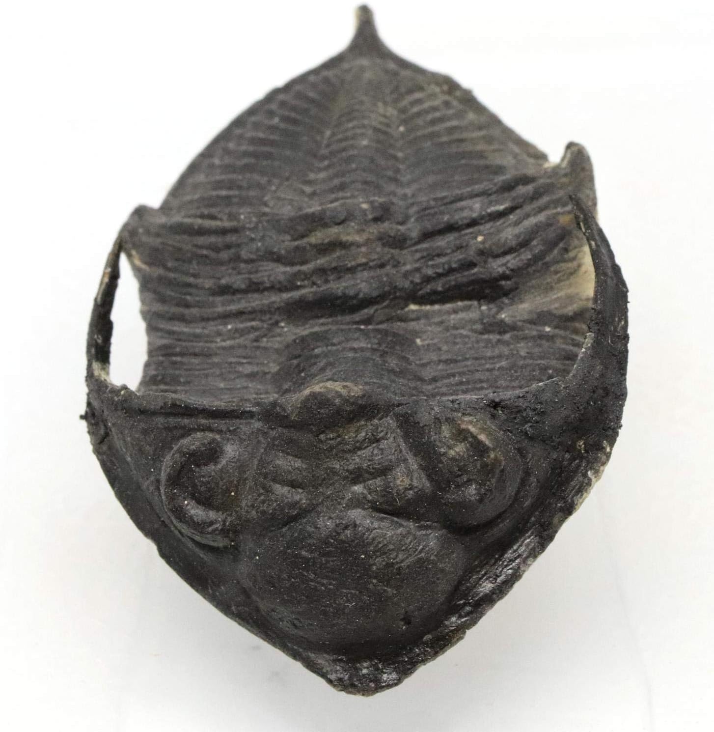 Odontochile Trilobite Fossil Morocco 400 Million Years Old #15197 13o