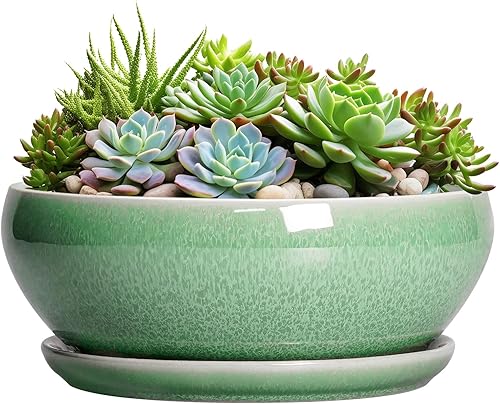 SQOWL Maceta suculenta de 12 pulgadas, macetas de cerámica para bonsái con orificio de drenaje y platillo, maceta grande poco profunda, maceta