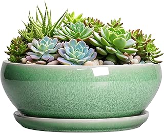 SQOWL Ceramic Succulent Planter with Drainage