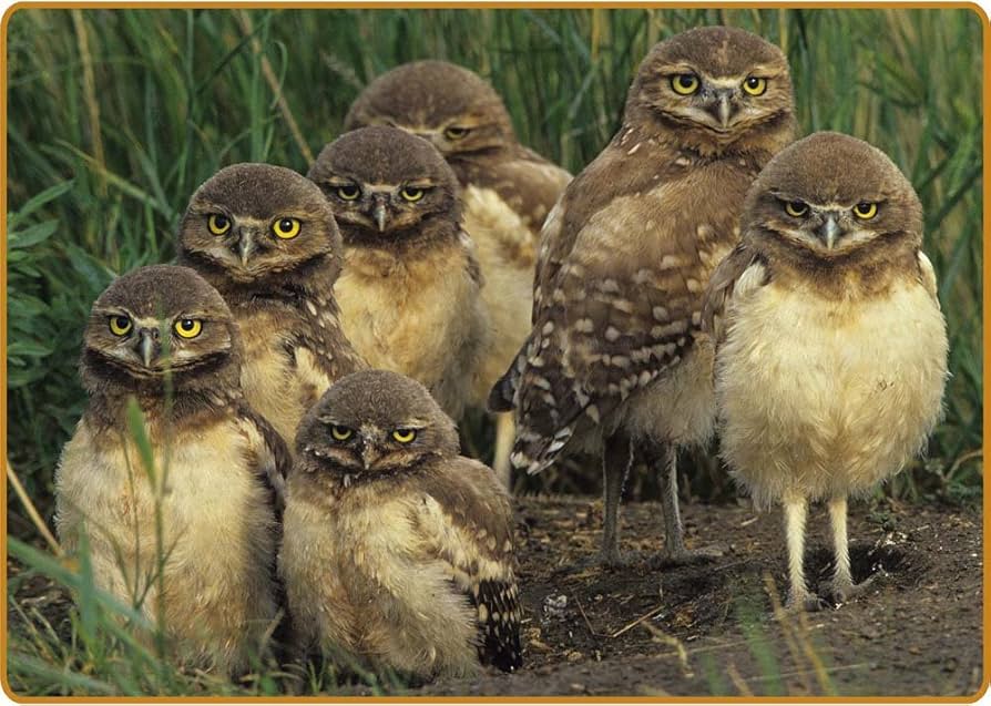 BABYL LFORTH 直筆サイン付 GLASS VINYL Amazon.com: Rwraps Gloss Vinyl Car Wrap Film in Japanese