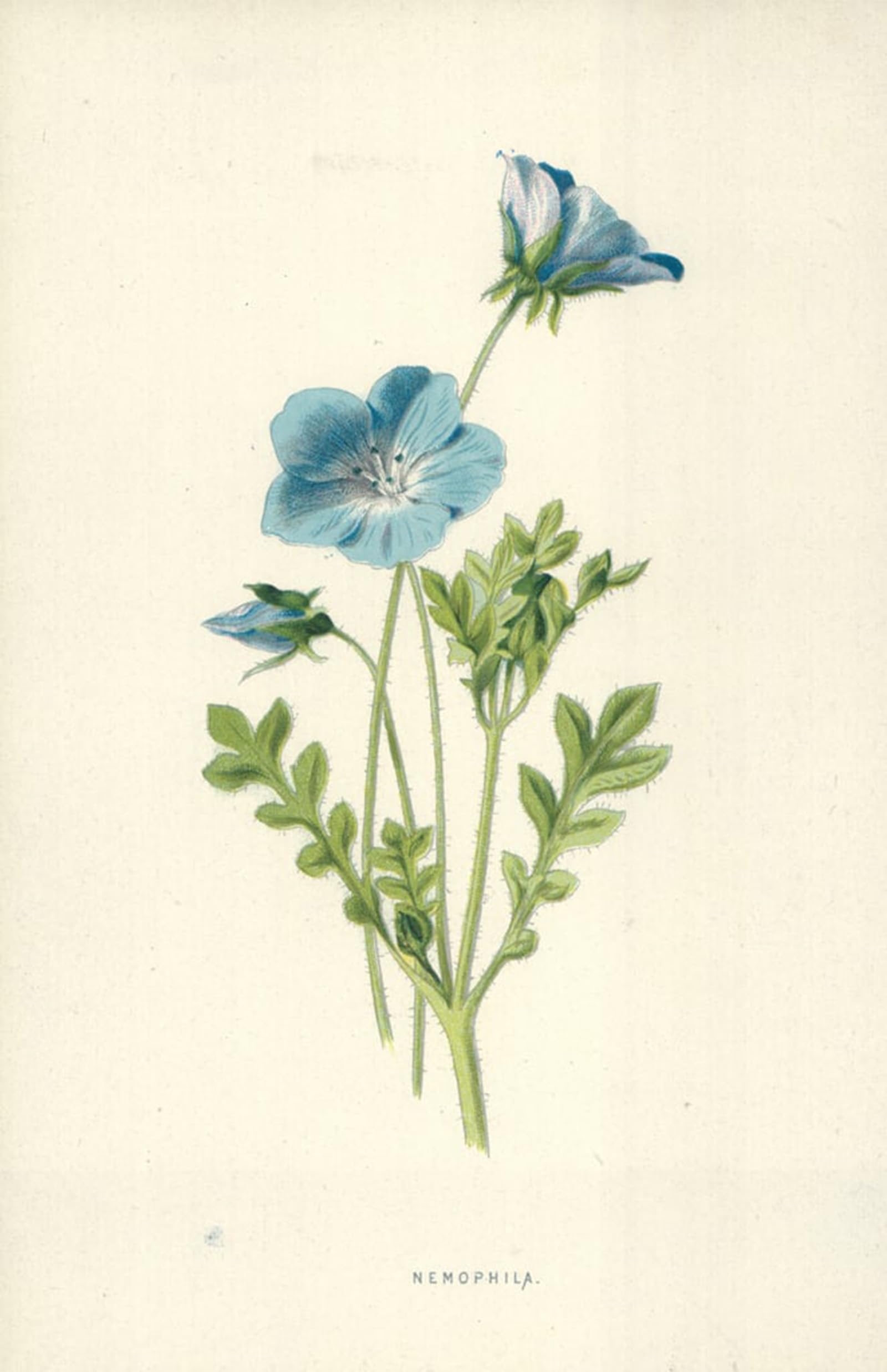 Némophile de Frederick Edward Hulme affiche sur toile moderne séjour 60x90