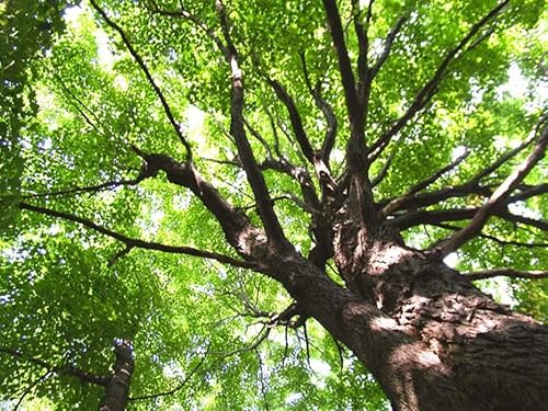 Miniatura 3 de 1-1000 piezas de semillas de árbol de arce de azúcar del norte Canadá Acer Saccharum amarillo rojo 0141 (1 semilla)