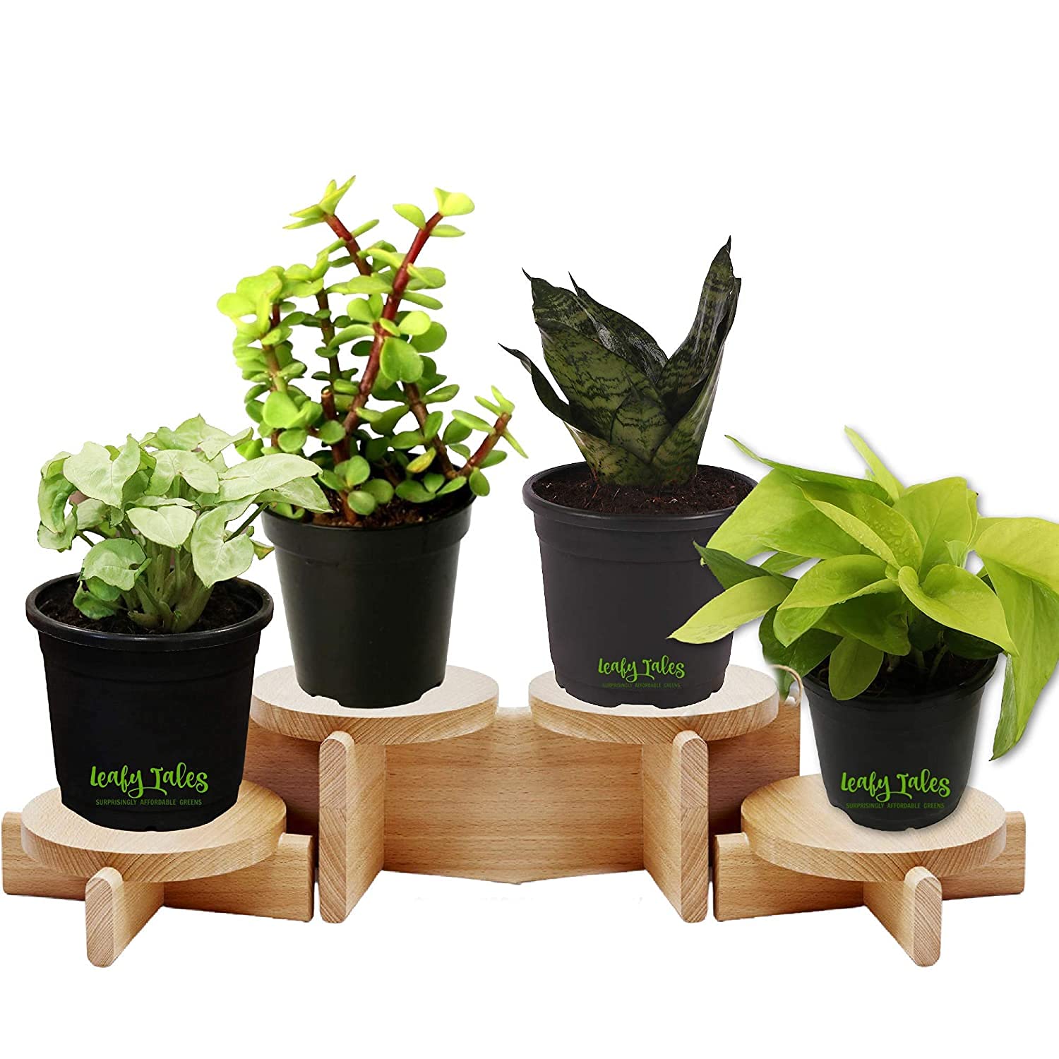 See full amazon price history chart for Leafy Tales Set of 4 Air Purifying Plants Combo- Golden Money Plant, Dwarf Syngonium, Button Jade & Sansevieria Green in Black Plastic Pot Leafy Tales Set of 4 Air Purifying Plants Combo- Golden Money Plant, Dwarf Syngonium, Button Jade & Sansevieria Green in Black Plastic Pot (B09C3G1MHZ) Amazon Price History, Amazon Price Tracker