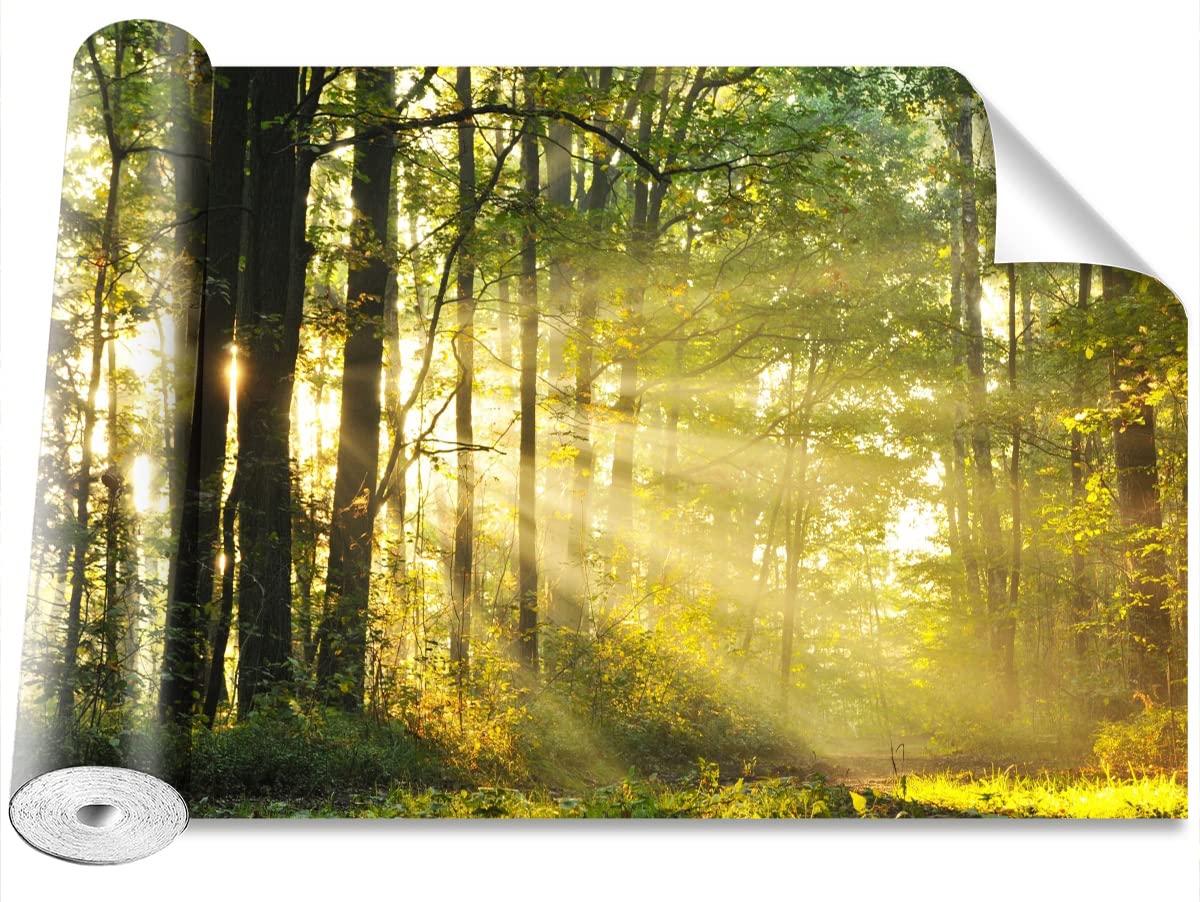 Papier Peint Forêt en Automne Tulup pour Rénover un Mur Abîmé sans Colle 312x219cm