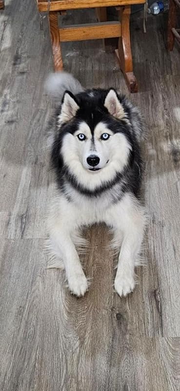 Flying Pawfect Dog Slicker Brush for Grooming Pet Hair - Best Slicker For Poodle & Golden Doodle - Long Haired Tool For Dogs - Goldendoodle Long Pin Brush For Dematting (Coral, Flat Large) Review Image