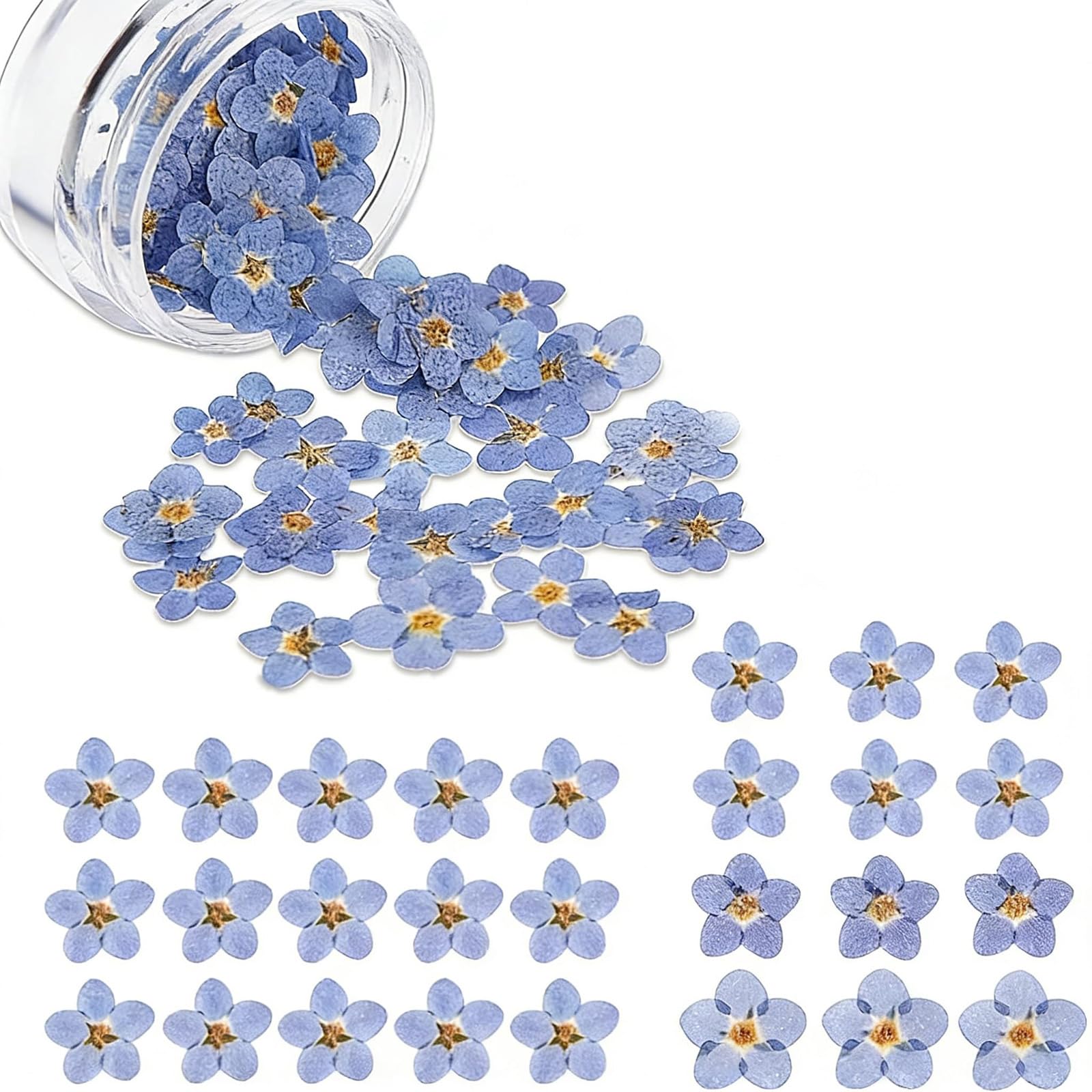 20-Piece Dry Flowers for Resin Art, Mini Forget-Me-Not Dried Blossoms, Pressed Floral Supplies for DIY Crafts, Jewelry and Nail Making, with Storage Box, 0.8-1.6 cm-image-22