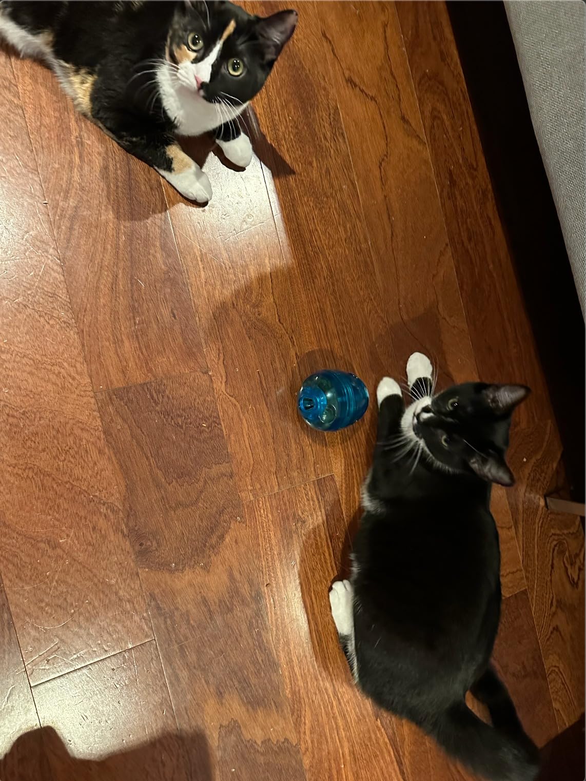 Kittens love it and it fits the perfect amount of food!!