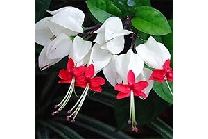 QAUZUY GARDEN White Bleeding Heart Plant Seeds - 20 Perennial Dicentra Spectabilis Heart Flower Seeds