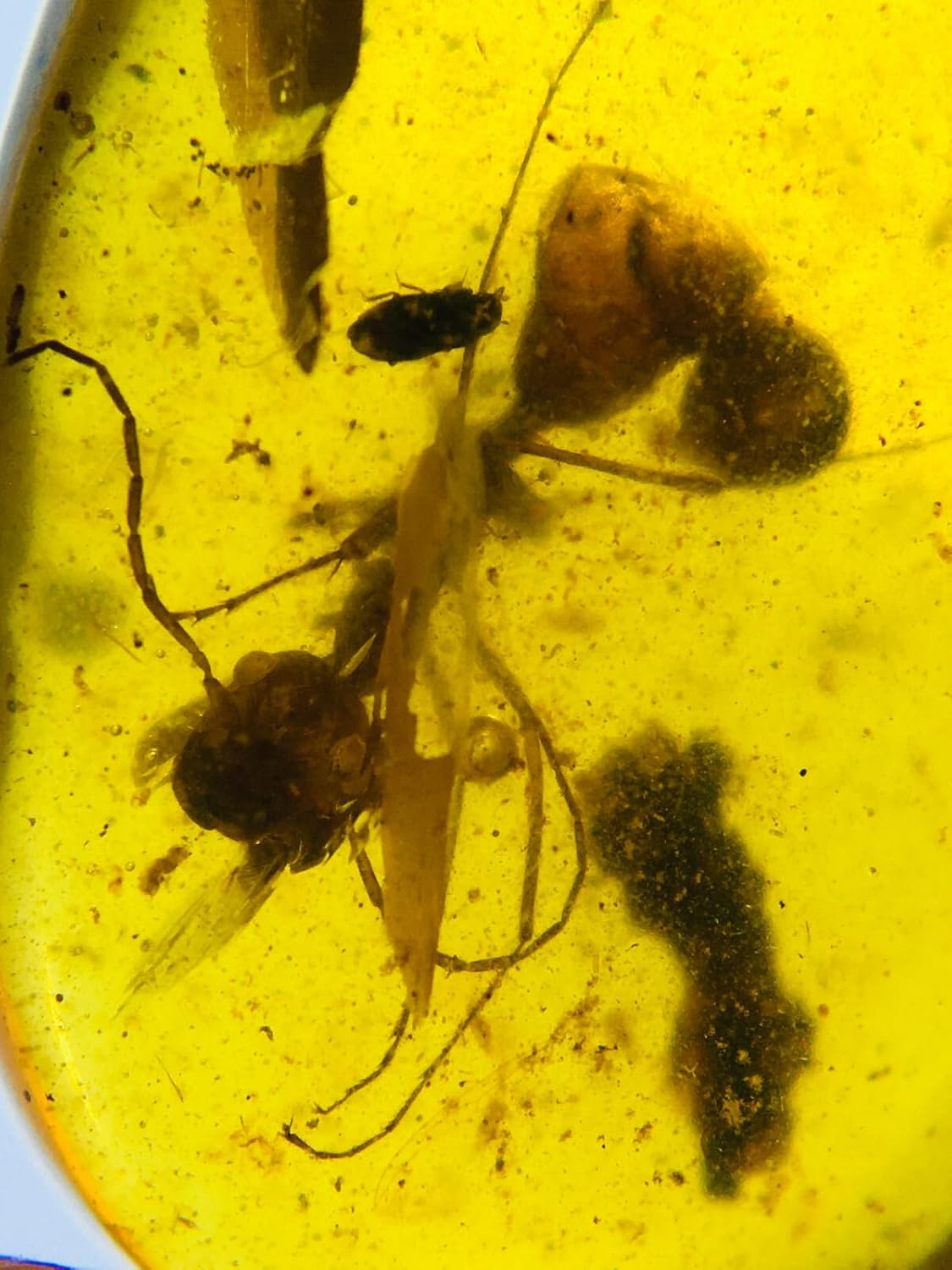 Burmese burmite Cretaceous ant Insect Fossil Amber Myanmar