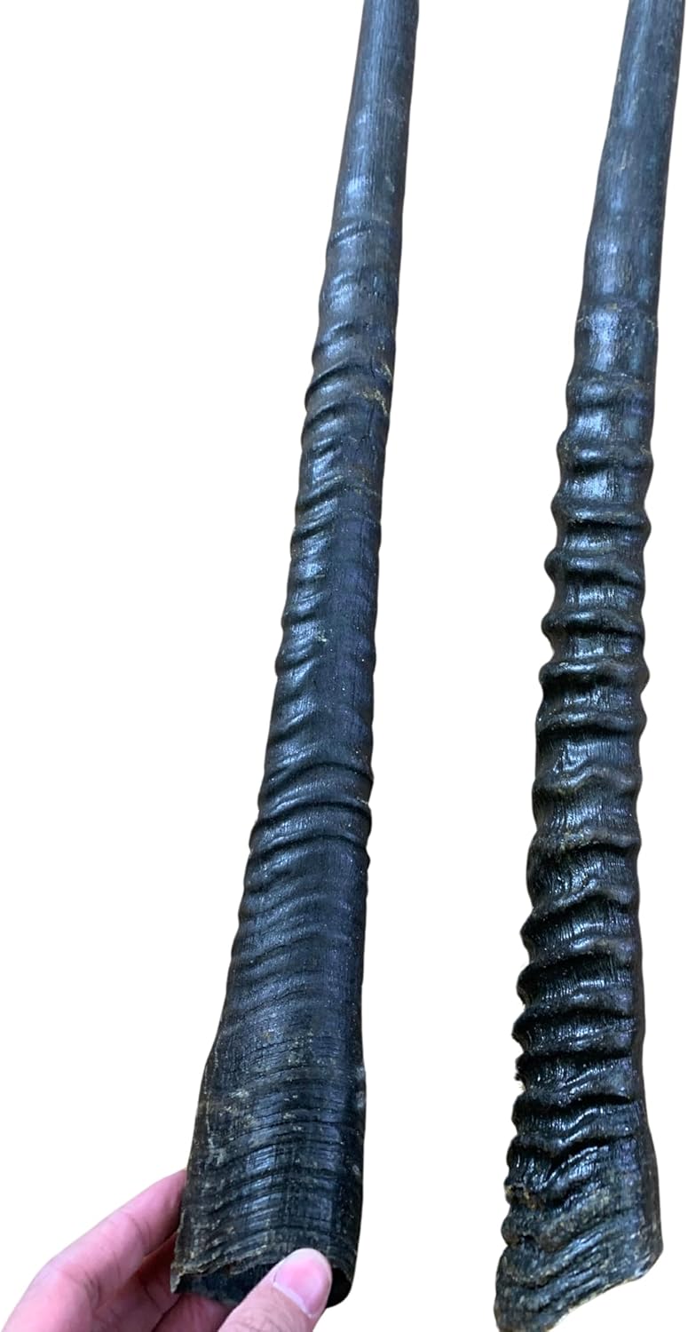 Real Oryx Antelope Horn - Average size 32" Long