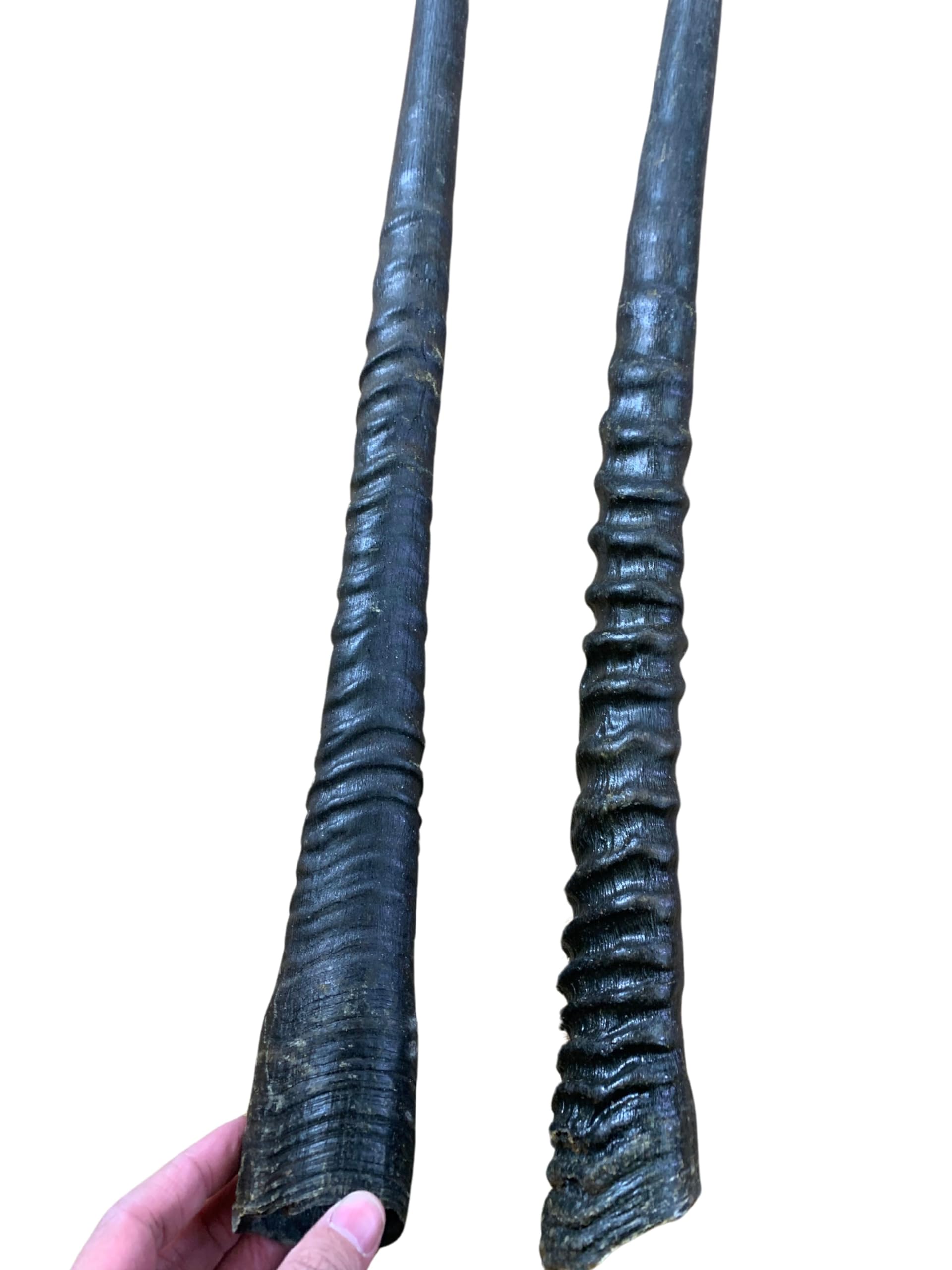 Real Oryx Antelope Horn - Average size 32