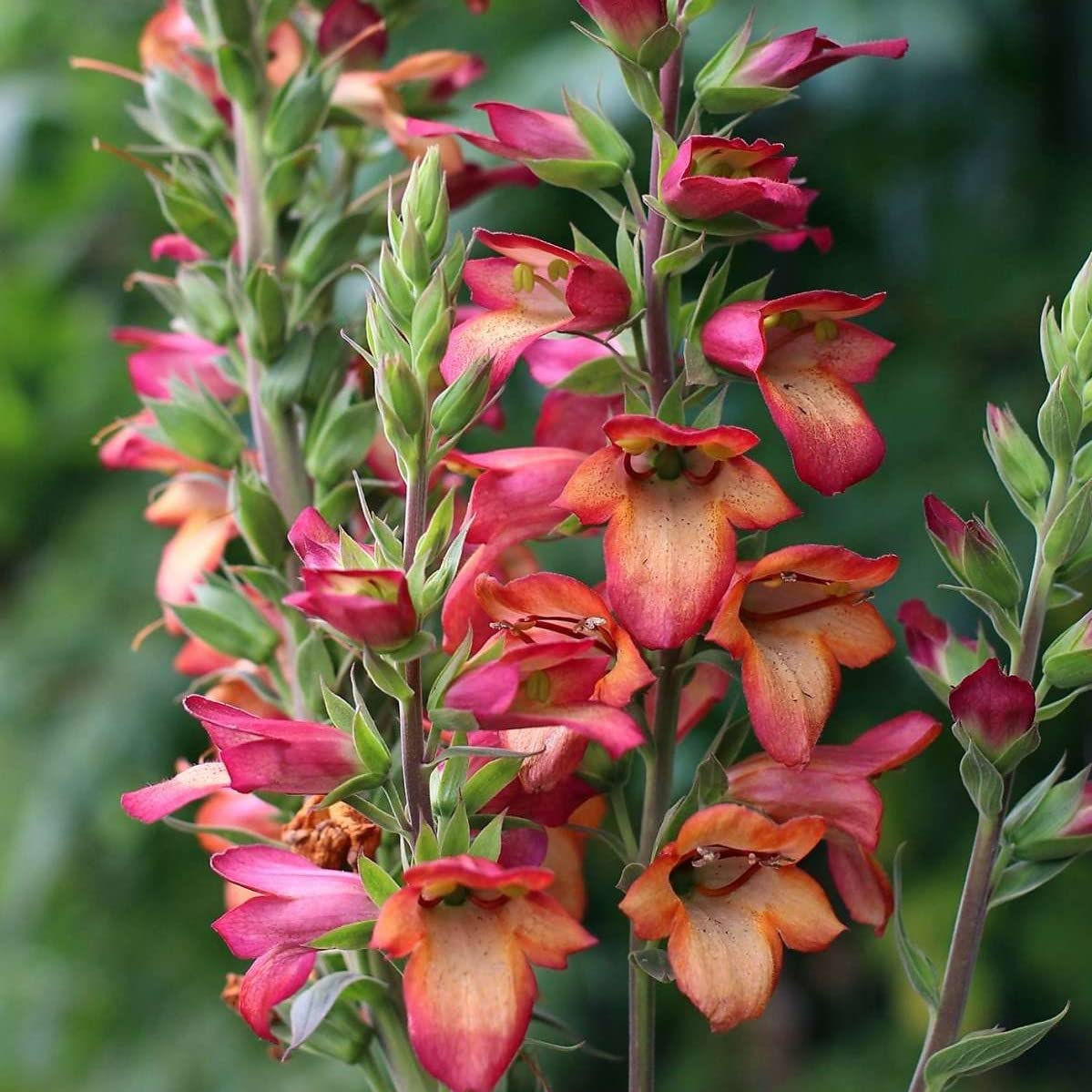 Buy Digitalis Illumination ‘Flame’ Perennial That is Ready to Out Comes Back Every Year (Hardy