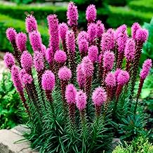 10 x Liatris Spicata – Easy to Grow – Loved by Pollinators – Summer Flowering Bulbs – Perennial – for Your Beautiful Garden