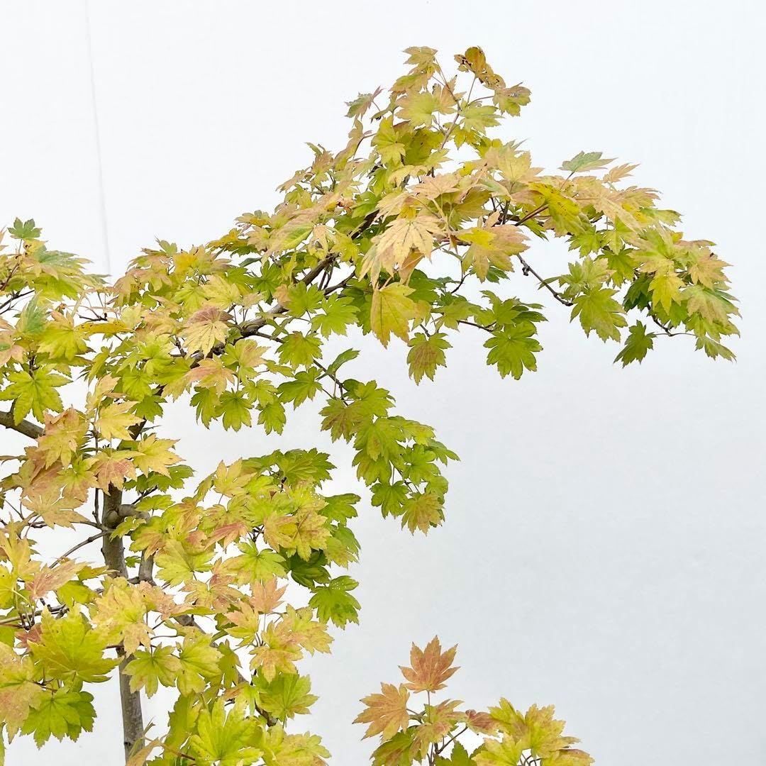 枝垂れコハウチワカエデ　　/ 543 枝垂れコハウチワカエデ 543 枝垂れコハウチワカエデ 543 葉と枝による