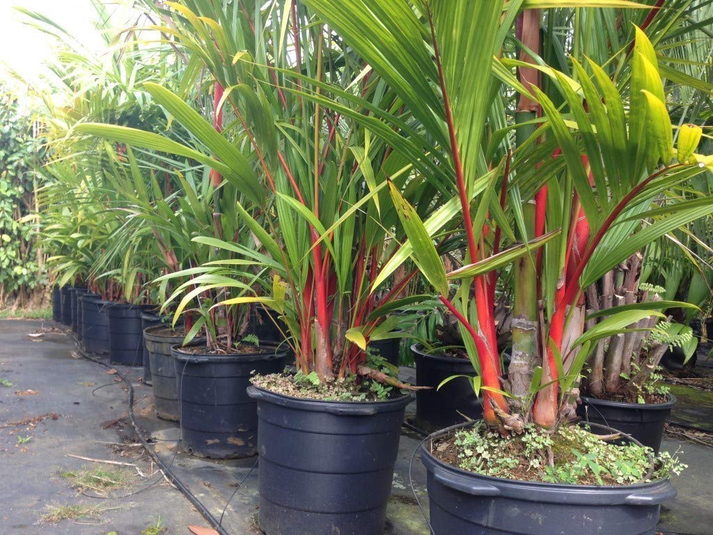 See full amazon price history chart for Creative Farmer Palm Tree Live Plant Rare Attractive Red Cyrtostachys Renda Seedling Thailand Ornamental () Beginner’S Great Exotic (1 Live Palm Plant) Creative Farmer Palm Tree Live Plant Rare Attractive Red Cyrtostachys Renda Seedling Thailand Ornamental () Beginner’S Great Exotic (1 Live Palm Plant) (B08Q8LYD4N) Amazon Price History, Amazon Price Tracker