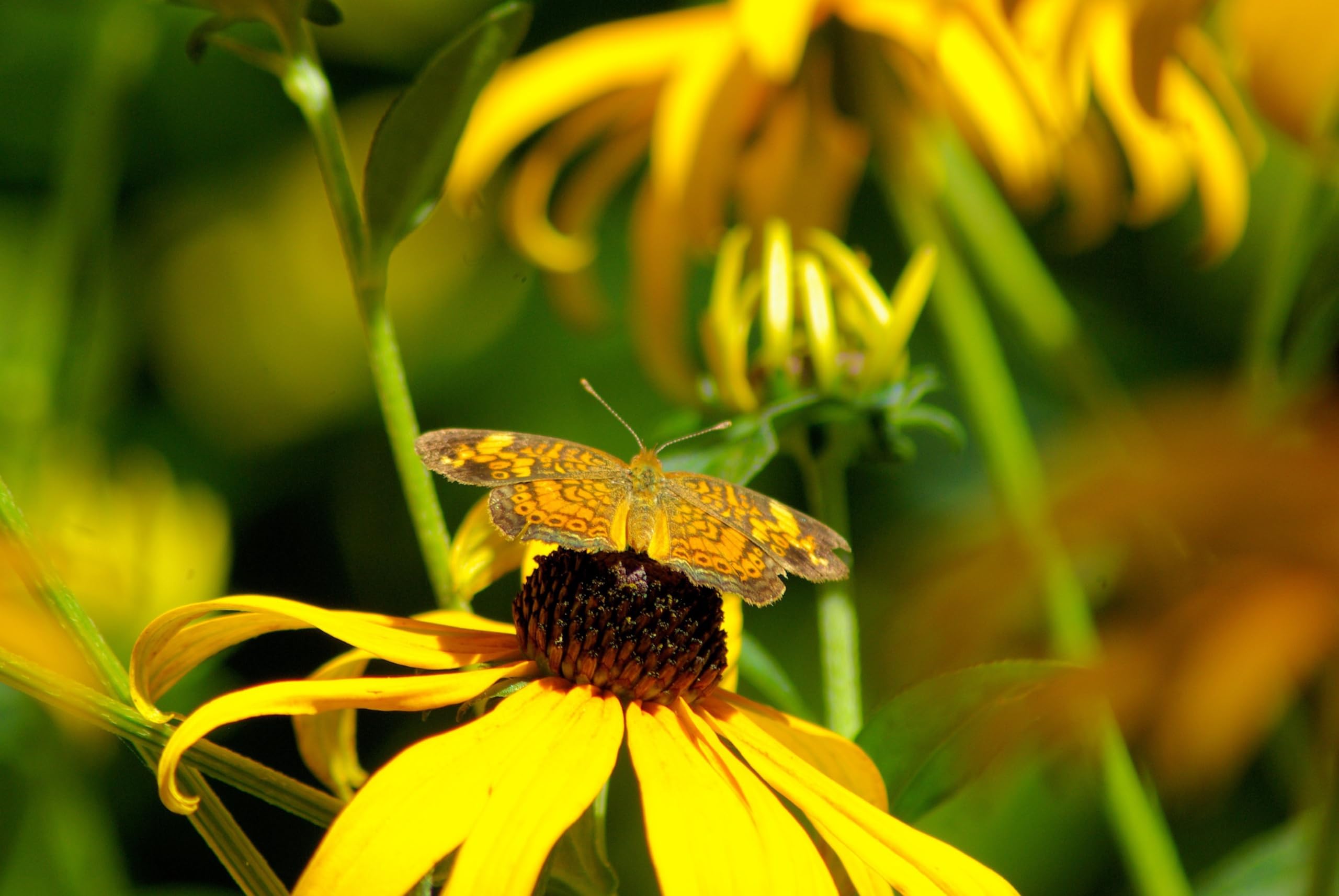 Sonnenhut Mix - Rot & Gelb (Echinacea purpurea & Rudbeckia Hirta). (20000 Samen = 52,0g)