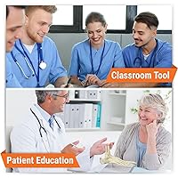 Vista 3 de Modelo anatómico de huesos y articulaciones de pie y tobillo