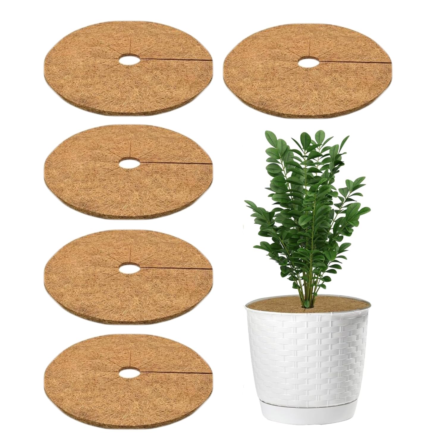 Casa De Amor Coco Coir Mulch Ring Mat | Natural Coconut Fiber Plant Protector for Indoor & Outdoor Plants | Weed Control & Moisture Retention | Root Protection & Soil Health (6 Inches, Pack of 5)-image-40
