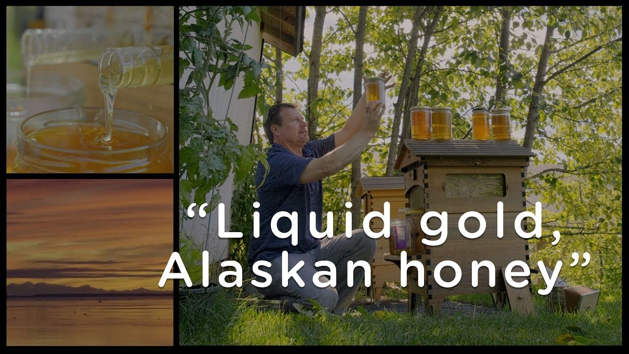 Miel d'Alaska liquide, récolté dans les prairies vierges d'épilobe subalpin, une rareté gustative venue d'Alaska 300g