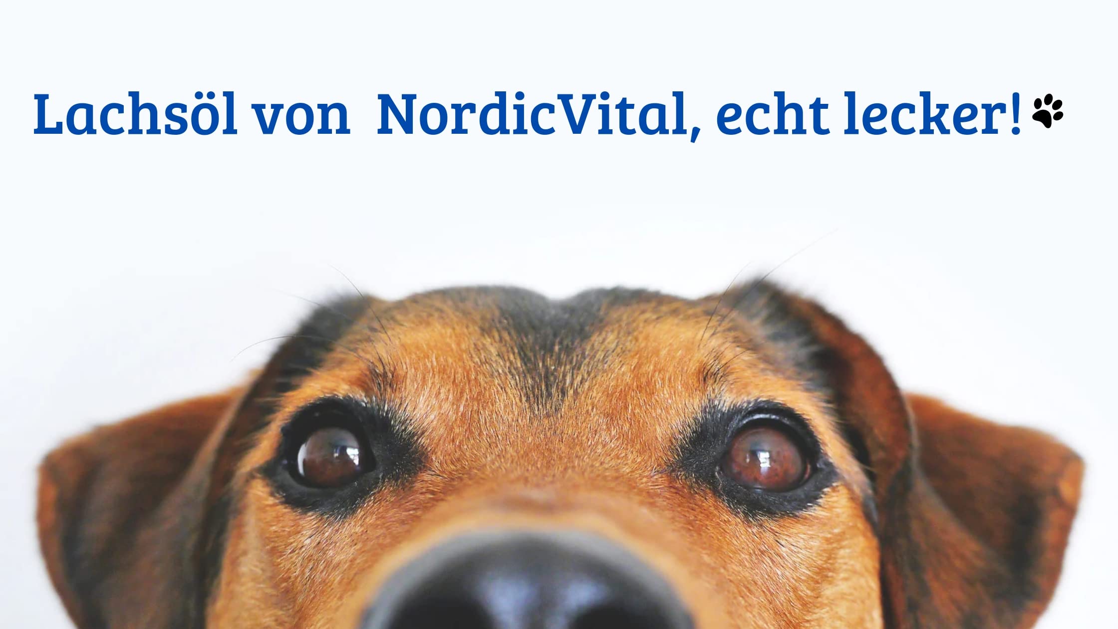 Lachsöl, Fischöl für Hunde, Katzen u. Pferde 2 x 5 Ltr. Kanister100% Premiumqualität - reich an Omega -3,-6 und -9 Fettsäuren, Barföl, Naturprodukt