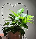 Review Image by MJ MJ